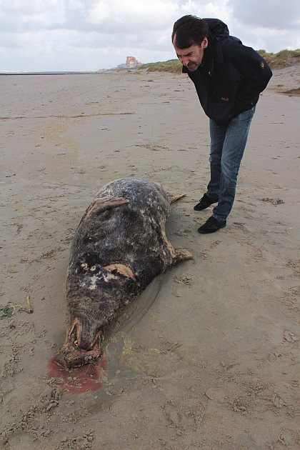 Picture of Halichoerus grypus taken on 2014-10-22 at Beach of Middelkerke - © RBINS